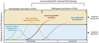 Type I interferon signaling, cognition and neurodegeneration following COVID-19: update on a mechanistic pathogenetic model with implications for Alzheimer’s disease